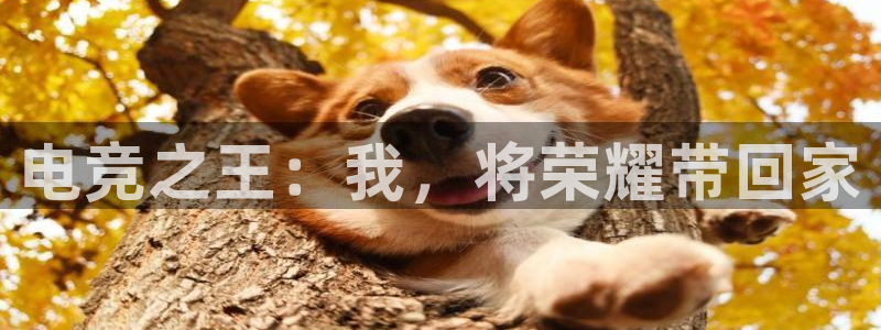 火博电竞电竞玩家：电竞之王：我，将荣耀带